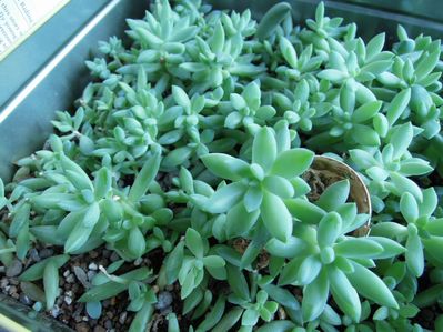 ��ĂĂ��鑽���N���