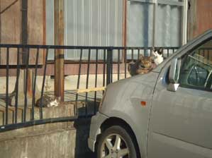 �����ꖇ�@���肢�`�I