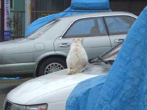 ���₾��`�I