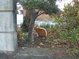 �����@�����Ȃ́H�@���T���Y�ꂽ��I