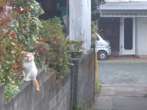 �����炱���@��낵���ˁB