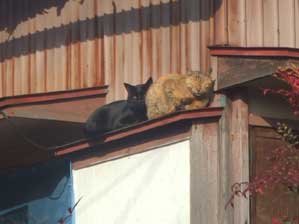 �����W���`