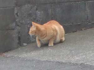 ���邳���I�@�V�`