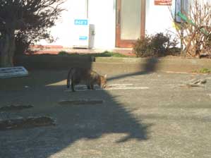 ����������I�@��������ɐH�ׂ�H