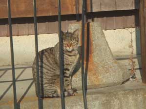 ���₾�`�@�ςȊ�ɂȂ���������`