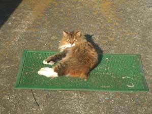 �C���������񂾂��́`�`