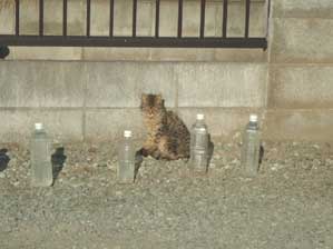 �Ȃ�Œu���Ă���̂�����ˁH