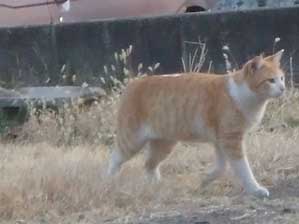 �V�тɍs�����`