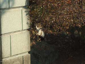 ���Ă��܂���`