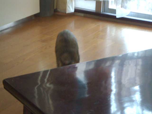 ����ł��傤�`