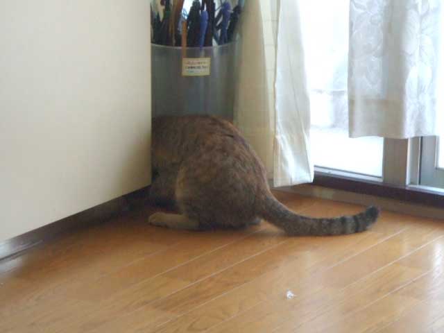 �ʐ^�̓C���`