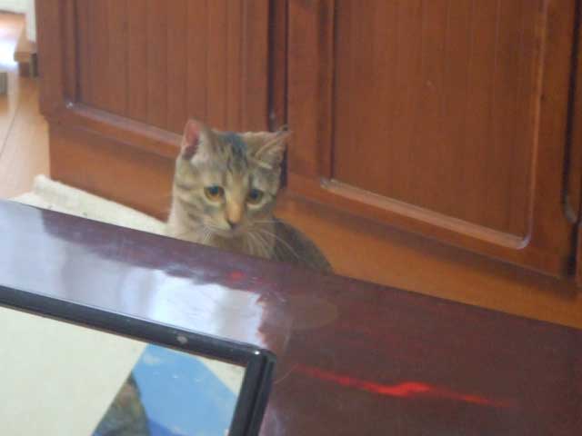 ����Ȏ�������Ɓ@�Ƃ���B