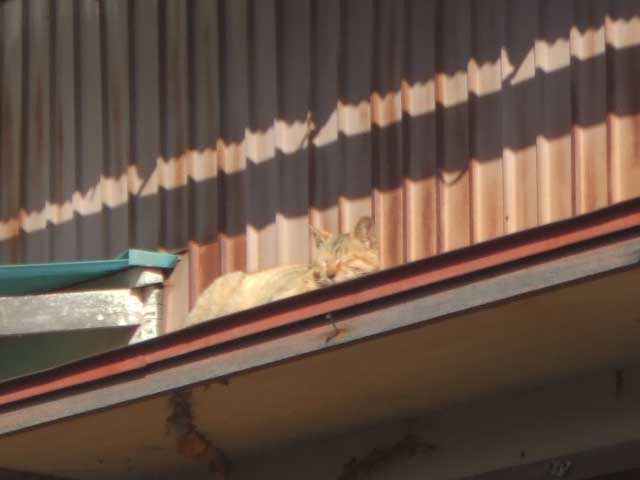 �͂��I�@������̕����L���̂Ł@�C���������`