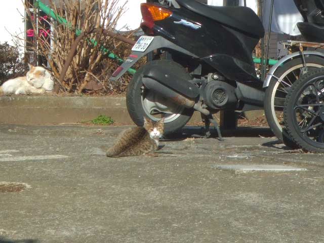 �̂ǂ��ł��傤�`