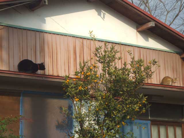 �������̕����������肪�ǂ���ł���`