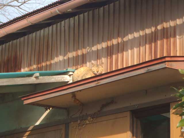 �}�C�@�o���R�j�[�I