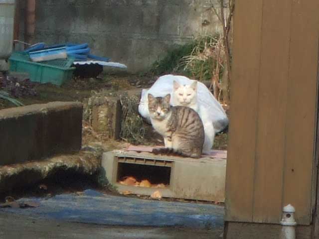 �͂��I�@�~��܂���I�@�P�����Ă���H