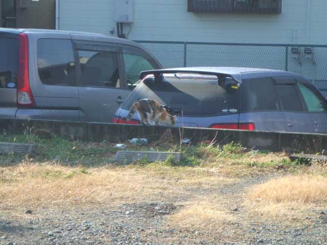 ���邳���ȁ`