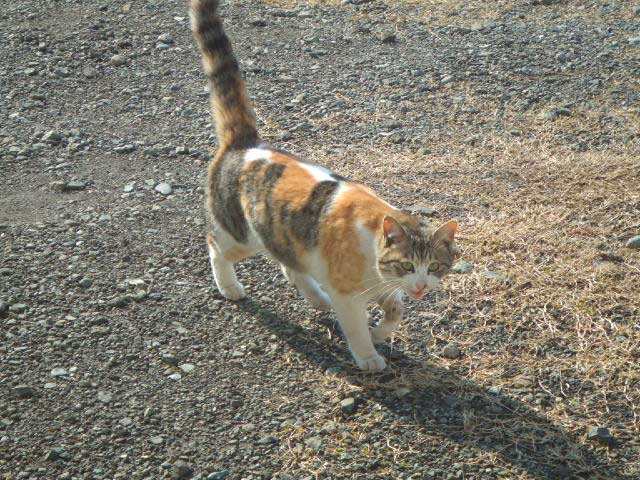 �{�����`�`�I�@���̖�Y�`�I