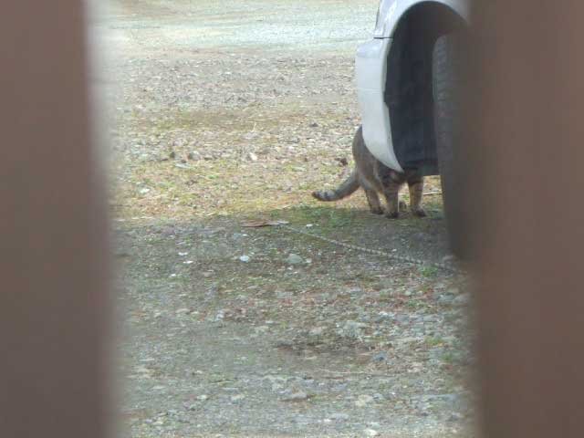 ���̂ˁ`�@�Ԃ̉����̃`�F�b�N�ł���I