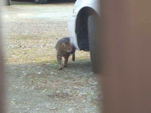 ����l�l�ɗ��܂ꂽ�̂�