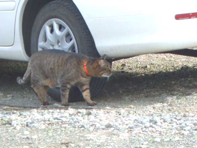 ���`��Ƃˁ`�@�������L�Y���ȁI