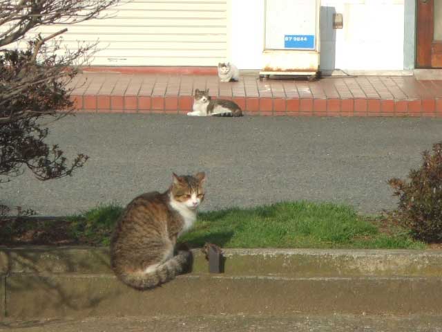 �Ȃ��I�@�Ȃ��I�@�Ȃ��I�@�Ł`����`�I