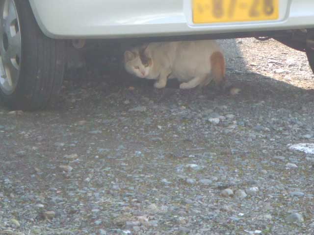 �p���������ȁ`