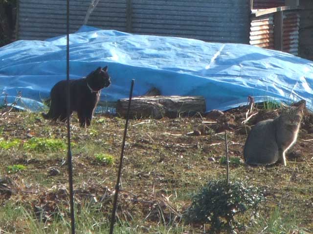 �����@���F�B�I�@�����͂��ꂩ�炨�U����I