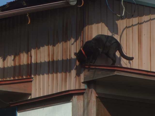 ����Ă��邩����v�I