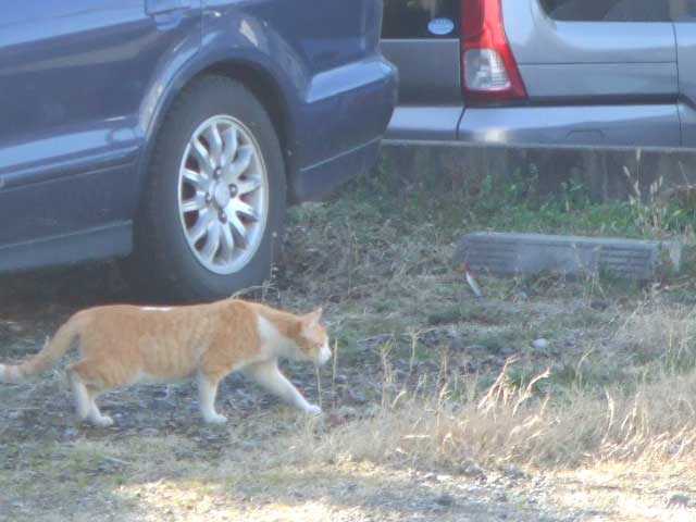 �X�e�R���@�T�b�T�`�I