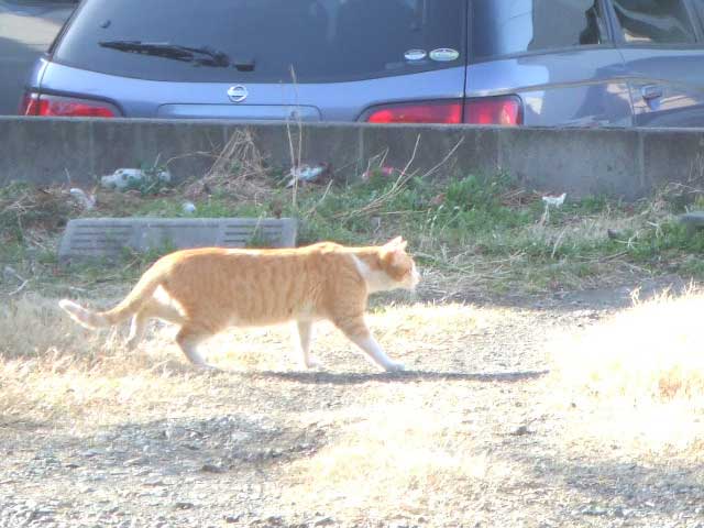 �A���T�`�@�z�C�T�`