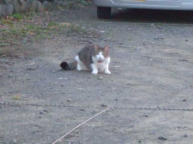 ���肪�Ƃ��I�@�����~�������̂���H