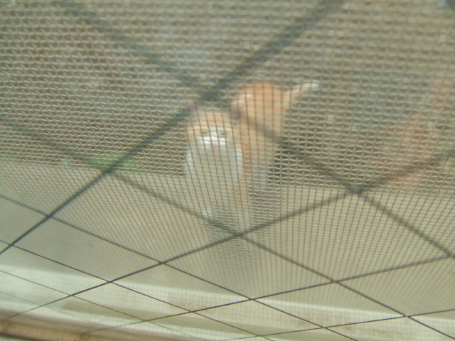 �V�т܂���I