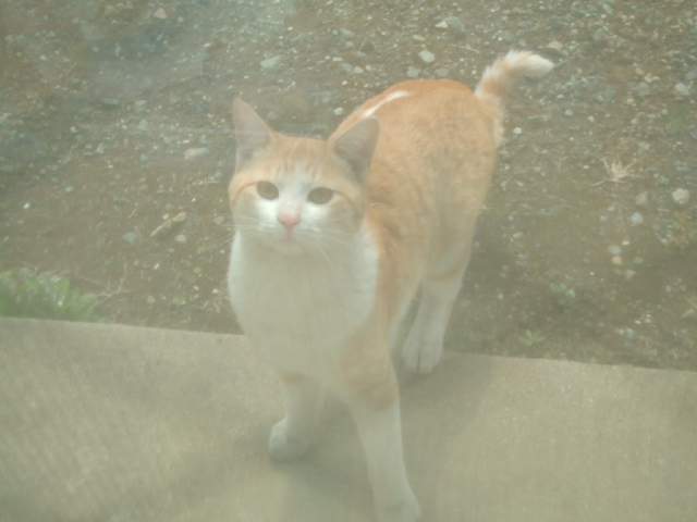 �V�т܂��傤��`