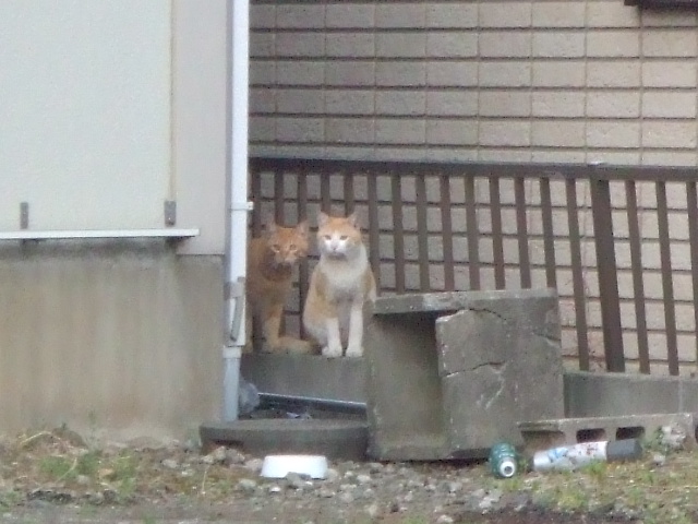 �����ł��I�@�������ł��B