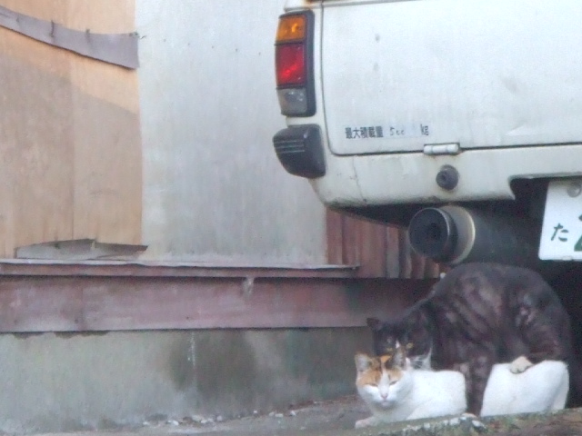 ����΂�܂��I