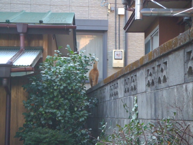 �����ł��傤�`