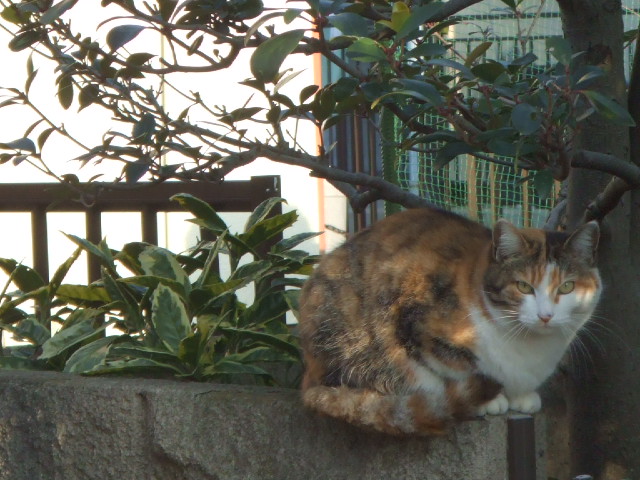 �d���Ȃ��ˁA�����Ĕ���������ł���I