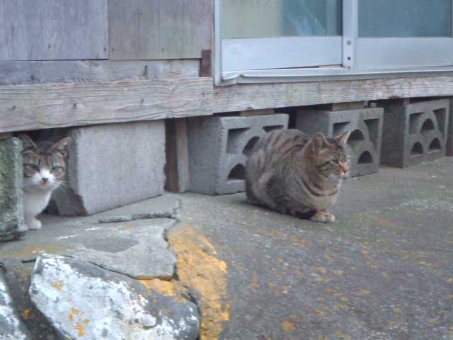 �����I�@�u�����v�ĂȂ񂾂�I