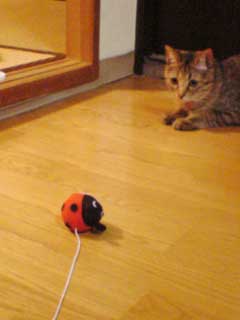 �i���W���H�@���̐Ԃ����̂́H