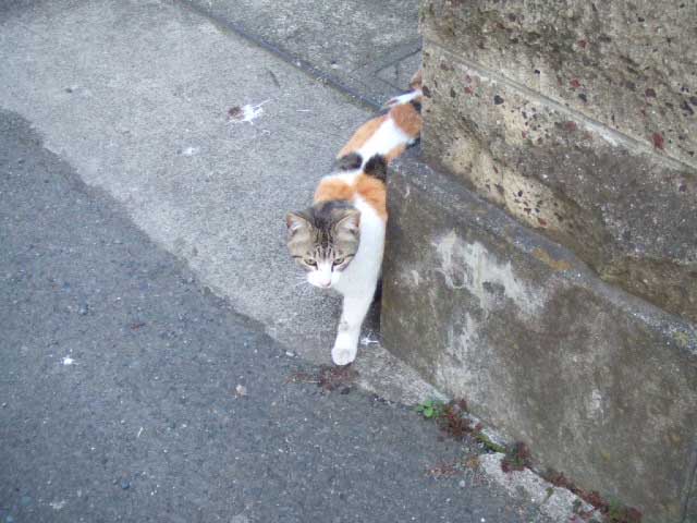 �����@���A��ł����`