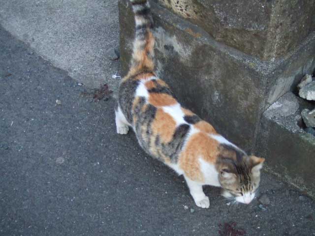 �܂��A���O�͖��邢��`