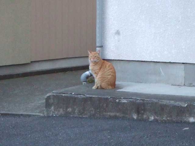 ���悤�Ȃ�`