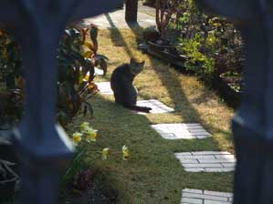 �薼�@�u�t�����l�v���Ĕ@��������H