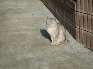 ῂ�����`��