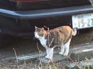 ��΂��ł��I�@���������I