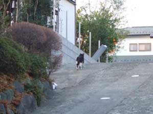 �����͂ǂ��֍s�������ȁ`