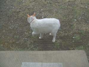 �Ȃ񂾂�I�@���Ⴀ�@������I