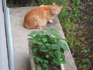 �\�E�f�X�l�@�I�n�i�V�J�@�T�C�e�C�i�C�~�^�C�I